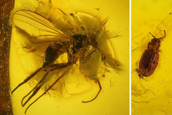 Fossil Fly (Diptera) and Beetle (Coleoptera) In Baltic Amber